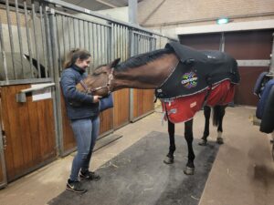 Absolute ontspanning van een paard onder de Centropix Kloud